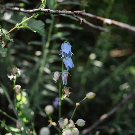 Mit Sauna An Der Piste Apartamento Rosswald