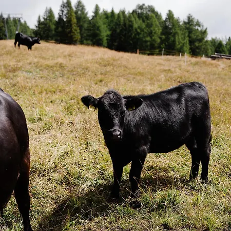 Apartamento Mit Sauna An Der Piste