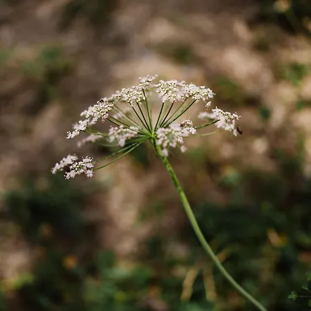 Apartamento Mit Sauna An Der Piste