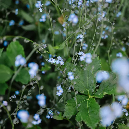Mit Sauna An Der Piste *