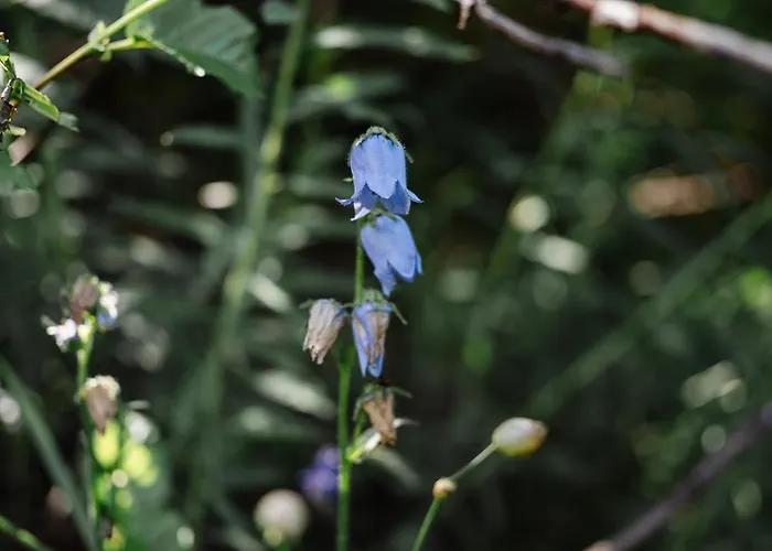 Mit Sauna An Der Piste شقة Rosswald