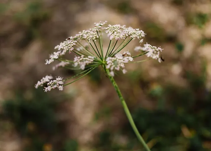 شقة Mit Sauna An Der Piste