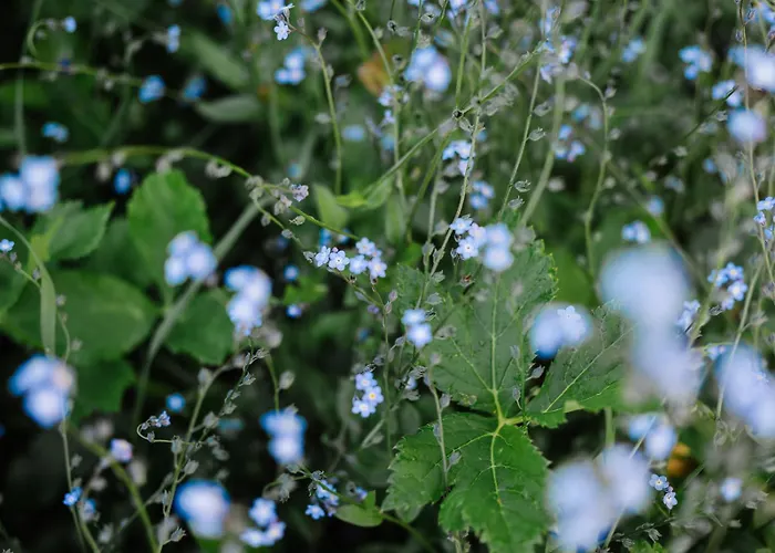 Mit Sauna An Der Piste *