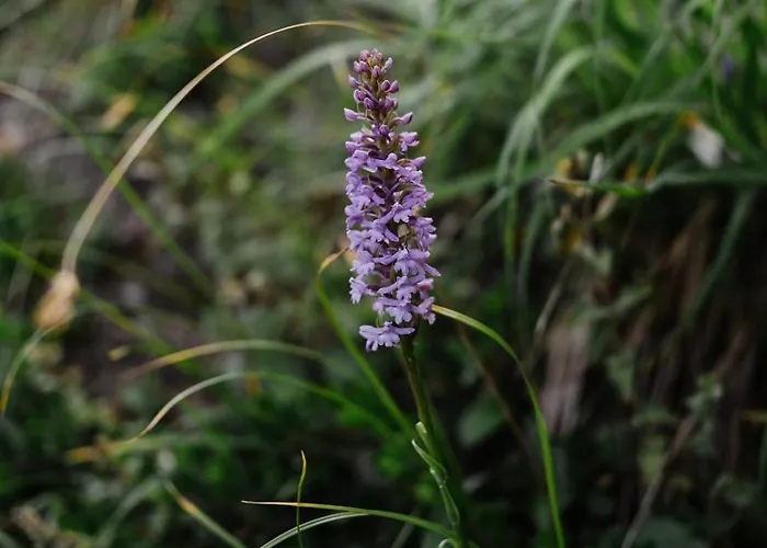 شقة Mit Sauna An Der Piste Rosswald
