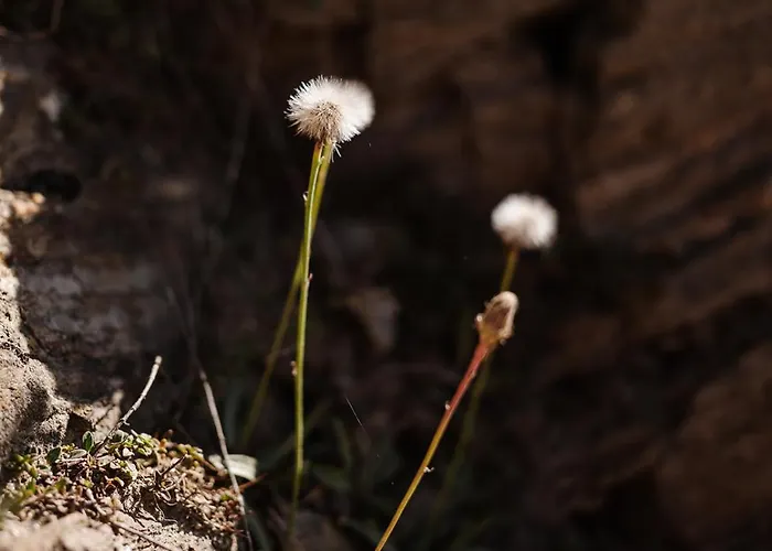 Mit Sauna An Der Piste